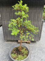 Potentilla Fruticosa - Hoogte (boom): 48 cm - Diepte (boom):