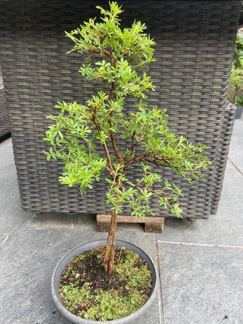 Potentilla Fruticosa - Hoogte (boom): 48 cm - Diepte (boom):, Antiek en Kunst, Curiosa en Brocante