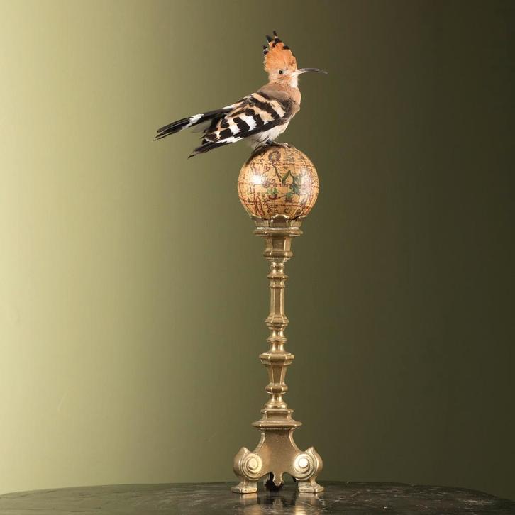 Hop Taxidermie Opgezette Dieren By Max, Verzamelen, Dierenverzamelingen, Opgezet dier, Nieuw, Vogel, Ophalen of Verzenden
