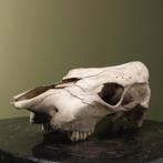 Koe Schedel Taxidermie Opgezette Dieren By Max, Ophalen of Verzenden, Nieuw, Wild dier, Opgezet dier