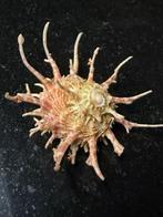 Conque Coquillage marin - Angaria Vicdani 70 mm - prachtig !