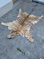 Tijger Taxidermie hoofdmontage - Panthere tigris - 20 cm -, Nieuw
