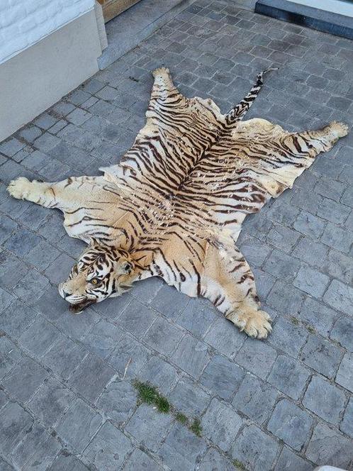 Tijger Taxidermie hoofdmontage - Panthere tigris - 20 cm -, Verzamelen, Dierenverzamelingen