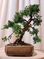 Juniperus chinensis kishu bonsai - Hoogte (boom): 24 cm -, Antiek en Kunst