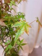 Acer yamamomiji forrest - Hoogte (boom): 30 cm - Diepte