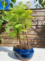 metasequoia bos in bonsaischaal - Hoogte (boom): 30 cm -, Antiek en Kunst