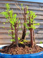 metasequoia bos in bonsaischaal - Hoogte (boom): 20 cm -