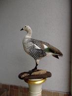Gans Taxidermie volledige montage - Magellan goose male - 30