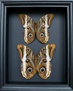 Vlinder Taxidermie volledige montage - Caligo atreus - 25 cm, Verzamelen, Dierenverzamelingen, Nieuw
