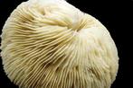 Rifkoraal Skelet - Fungiidae  Pilzkoralle  perfekter, Verzamelen, Nieuw