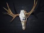 NO RP Northern Elk/Moose Schedel - Alces alces - 49 cm - 95, Verzamelen, Dierenverzamelingen, Nieuw
