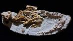 Dinosaurus - Gefossiliseerd dier - Psittacosaurus - 51 cm -, Verzamelen