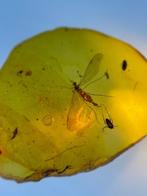 Amber - Barnsteen - Parapolycentropus, Burmese Amber, Insect