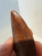 Dinosaurus - Fossiele tand - carcharodontosaurus saharicus -, Verzamelen