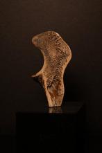 Zoogdier - Fossiel bot - 20 cm
