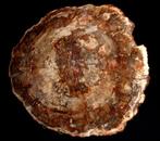 Fossiel hout - Gefossiliseerd hout - Araucaria - 37.5 cm -