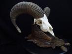 RAM Crâne - Ovis aries - 30 cm - 45 cm - 43 cm- Espèces, Collections, Collections Animaux