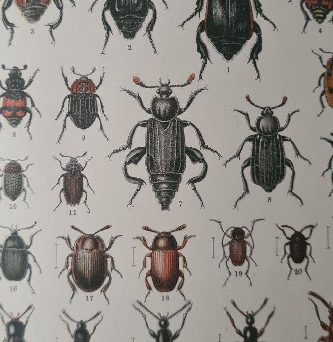 Carl Gustav Calwer. - Keverboek - 1930, Antiek en Kunst, Antiek | Boeken en Manuscripten