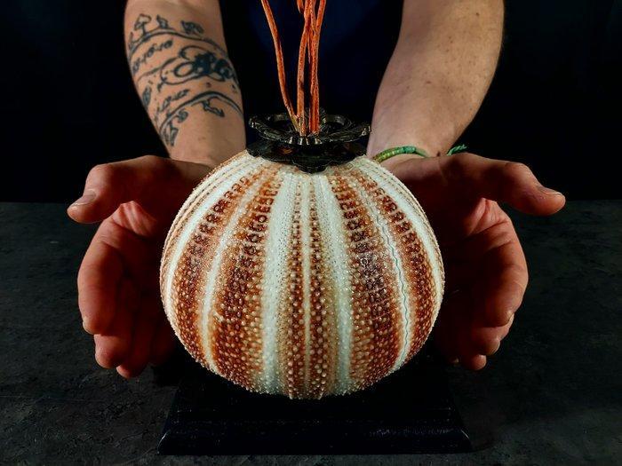 Création pour cabinet de curiosités Support de corps entier, Verzamelen, Dierenverzamelingen