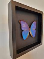 Papillon Support mural pour taxidermie - Morpho didius - 25