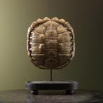 Schildpad Schild Goud Replica, Verzamelen, Ophalen of Verzenden, Nieuw, Wild dier, Opgezet dier