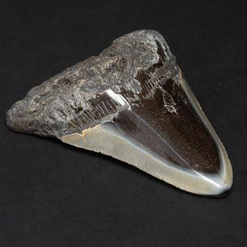 Dent de mégalodon fossile – Miocène – Pliocène (environ 23 à, Collections