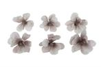 Anemoon foambloem 6 cm. Grey/White 6 stuks Anemoon, Nieuw