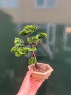 Bonsaï Cyprès du Japon (Chamaecyparis obtusa) - Hauteur