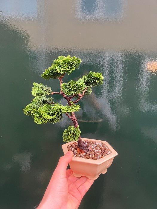 Bonsaï Cyprès du Japon (Chamaecyparis obtusa) - Hauteur, Antiquités & Art, Curiosités & Brocante