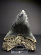 Beautiful colored Megalodon tooth - Fossiele tand - 11 cm, Verzamelen, Mineralen en Fossielen