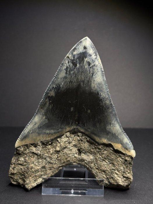 Beautiful colored Megalodon tooth - Fossiele tand - 11 cm, Verzamelen, Mineralen en Fossielen