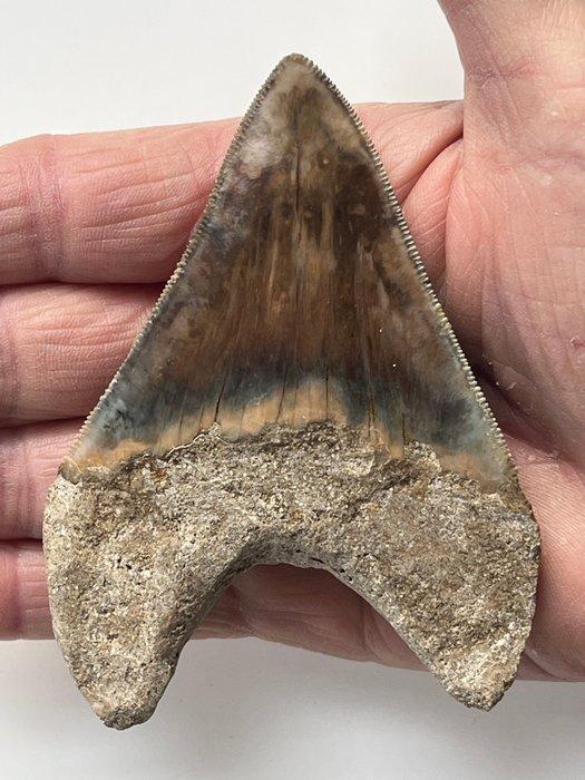 Megalodon tand 9,6 cm - Fossiele tand - Carcharocles, Antiek en Kunst, Curiosa en Brocante