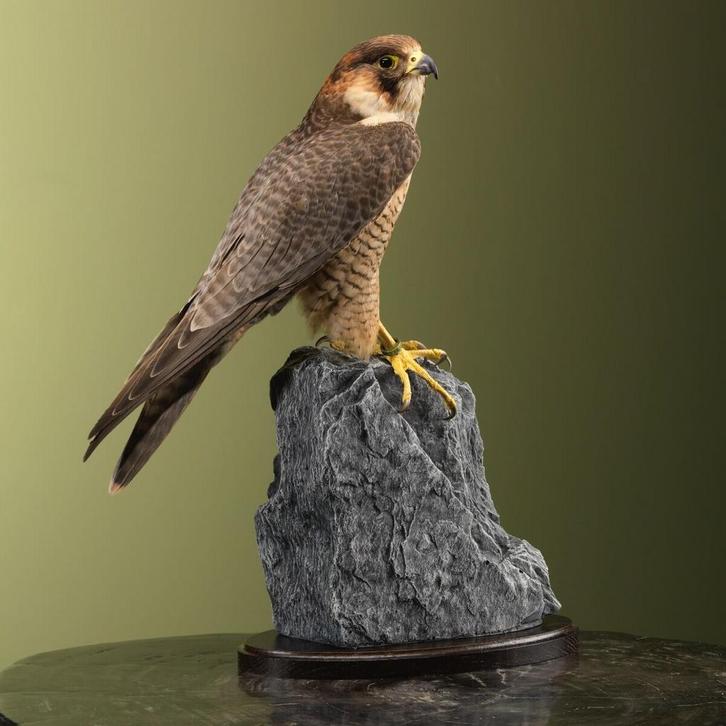 Barbarijse Valk Taxidermie Opgezette Dieren By Max, Verzamelen, Dierenverzamelingen, Opgezet dier, Nieuw, Vogel, Ophalen of Verzenden