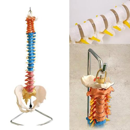 Anatomisch model wervelkolom met bekken ST-ATM 42, Diversen, Verpleegmiddelen, Verzenden