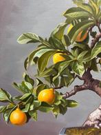 Charlie - Bonsaï citrons