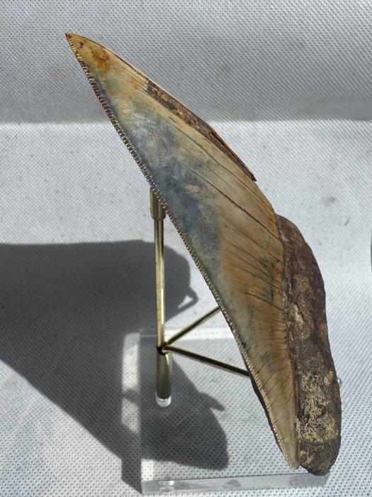 Megalodon - Fossiele tand - Carcharocles megalodon - 14.3 cm, Verzamelen, Mineralen en Fossielen