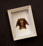 Painted Vesper Bat - framed Taxidermie volledige montage -