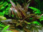 Cryptocoryne walkeri lutea - In Vitro, Verzenden