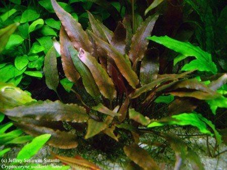 Cryptocoryne walkeri lutea - In Vitro, Dieren en Toebehoren, Vissen | Aquaria en Toebehoren, Nieuw, Verzenden