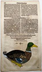 Conrad Gesner [1516-1565] - Anas Fera, Duck, ornithology,