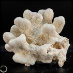 Natuurlijk wit tafel koraal - alleen EU - Acropora, Verzamelen, Nieuw
