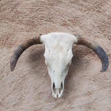 Crâne de bétail Longhorn Crâne - Bos taurus - 50 cm - 65 cm