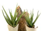 Kunstplant Aloë 55 cm, Huis en Inrichting, Kamerplanten, Verzenden