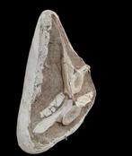 Reptile marin - Os de vertèbre fossilisé - mosasaurio - 30