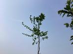 Sierboom - Carpinus (x1), Tuin en Terras