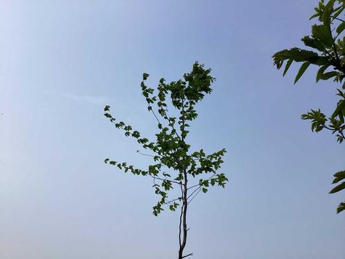 Sierboom - Carpinus (x1), Tuin en Terras, Planten | Bomen