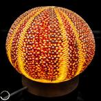 Decoratieve Kleidocidaris peroni zee-egel-lamp- 70.77 g, Verzamelen