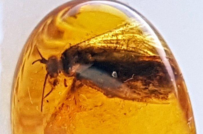 Zeldzame natuurlijke fossiele Baltische barnsteen met, Verzamelen, Mineralen en Fossielen