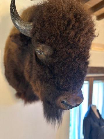 Bizon Taxidermie hoofdmontage - Bison bison bison - 110 m - beschikbaar voor biedingen