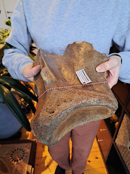 Wolharige mammoet - Fossiel bot - Scapula Mammuthus, Collections, Minéraux & Fossiles